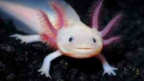 Axolotl: содржина, грижа, разредување, компатибилност, опис, хранење, слика, видео